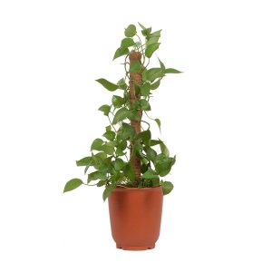 Julam Bendable Coco Coir Moss Pole Climbing Stakes Plant