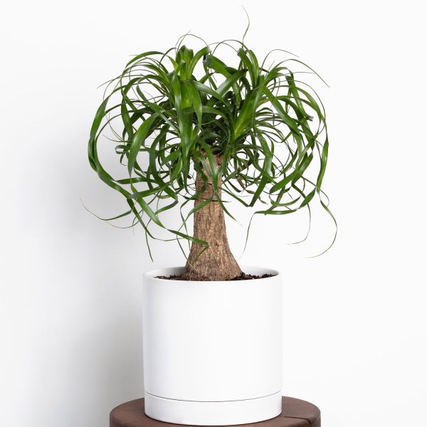Greendigs Ponytail Palm - Image 2