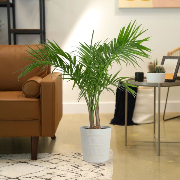 Costa Farms Plants with Benefits Live Indoor 36in - Image 2