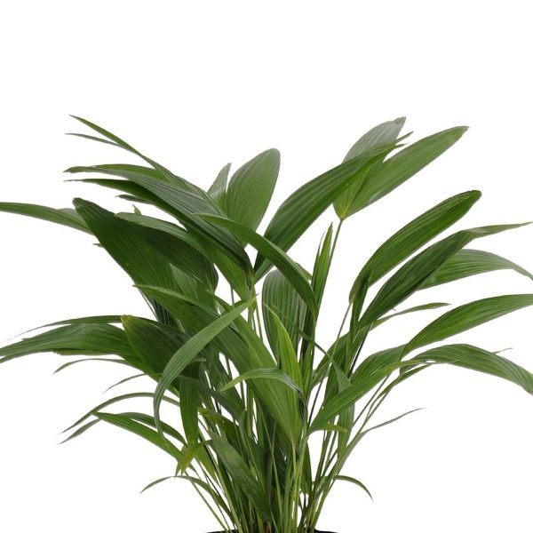 United Nursery Live Fan Palm Houseplant 24-28in - Image 2