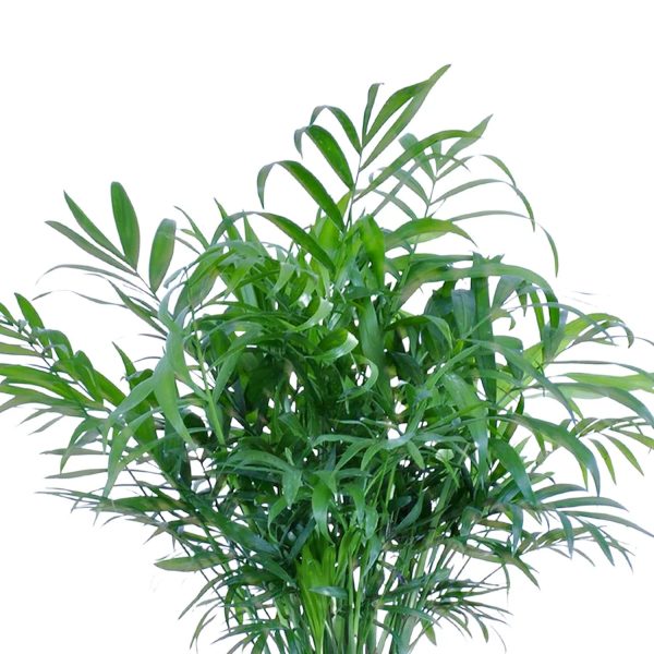 United Nursery Live Parlor Palm Tropical Plant 12-14in - Image 2