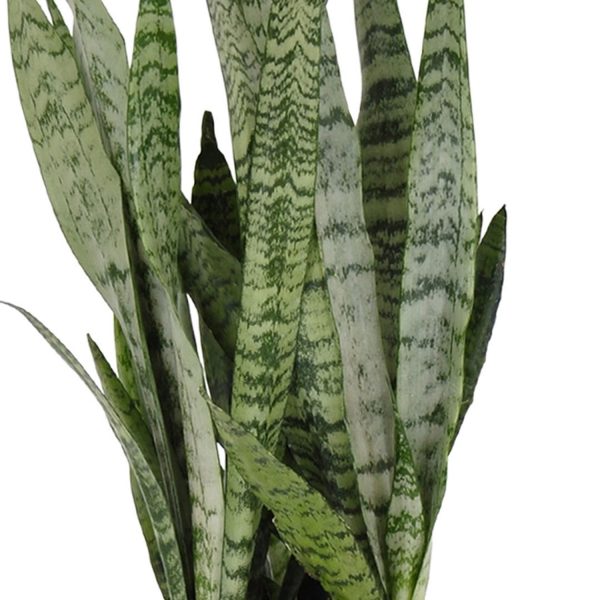 United Nursery Live Sansevieria Zeylanica Houseplant - Image 2