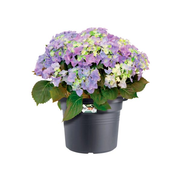 Elho Green Basics Cilinder 80cm Plastic Pot Living Black - Image 2