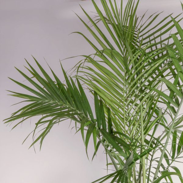 Costa Farms Plants with Benefits Live Indoor 36in - Image 3