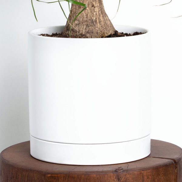 Greendigs Ponytail Palm - Image 3