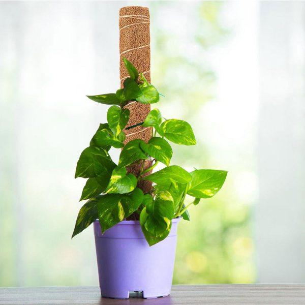 Julam Bendable Coco Coir Moss Pole Climbing Stakes Plant - Image 3