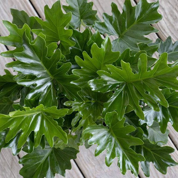 Live Philodendron Shangri La - Image 3
