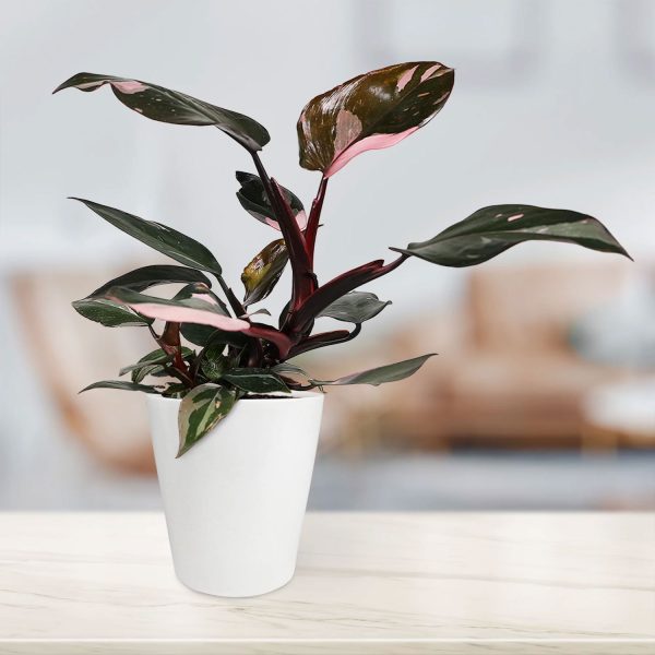 Wild Interiors 12 Tall Pink Princess Philodendron Live Plant - Image 3