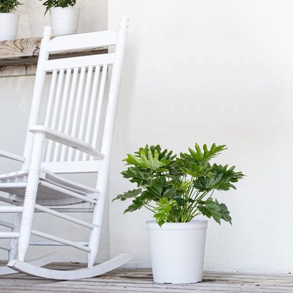 Live Philodendron Shangri La - Image 4