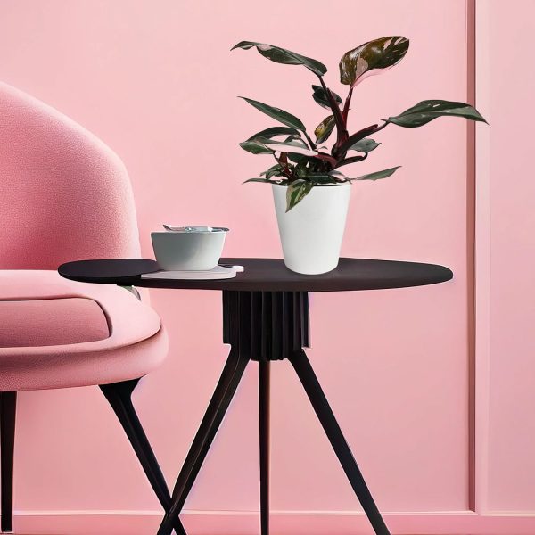 Wild Interiors 12 Tall Pink Princess Philodendron Live Plant - Image 4
