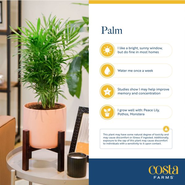 Costa Farms Plants with Benefits Live Indoor 36in - Image 4