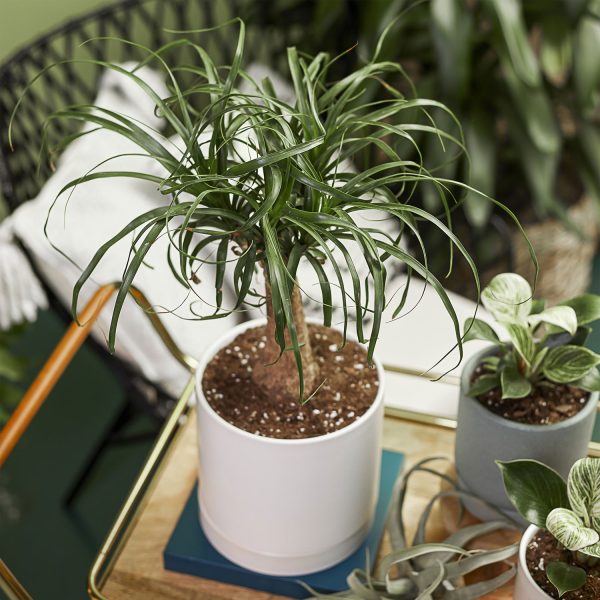 Greendigs Ponytail Palm - Image 4